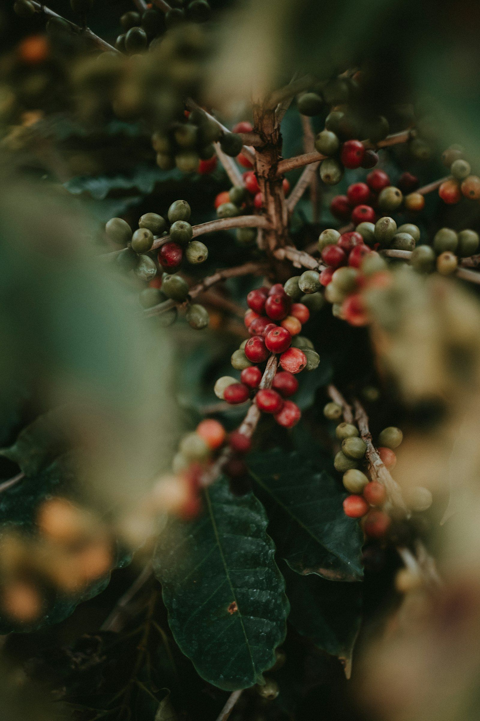 Ramo de café com frutos maduros e verdes em primeiro plano