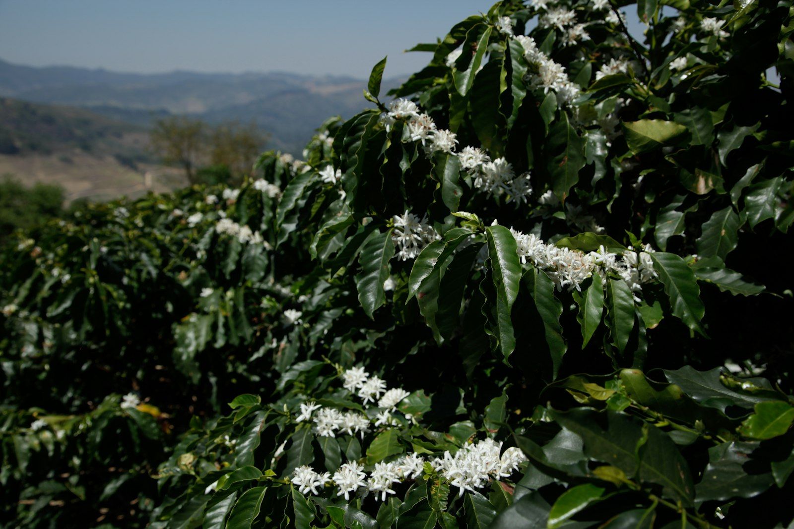 Ramos de café cobertos de flores brancas