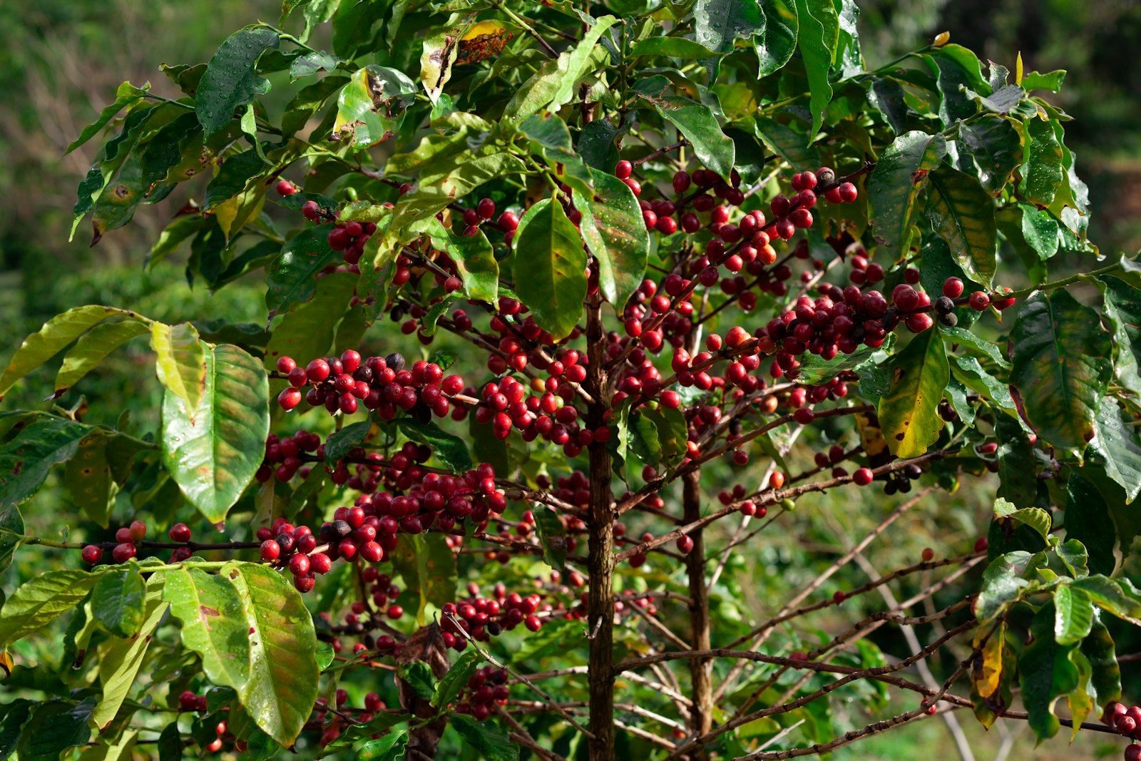Cafeeiro carregado de frutos maduros vermelhos