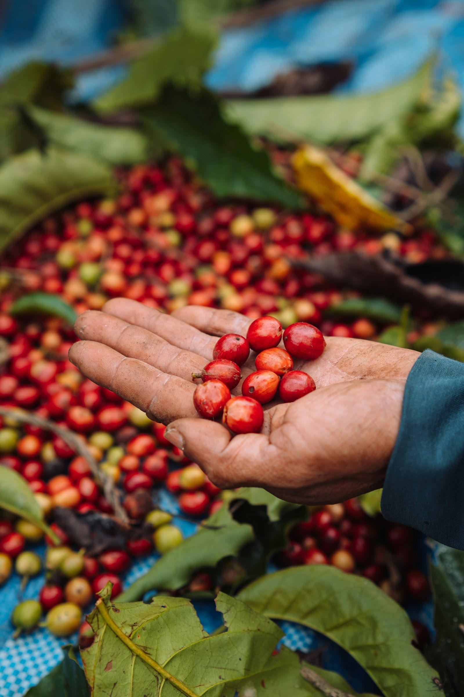 Mão segurando frutos de café maduros