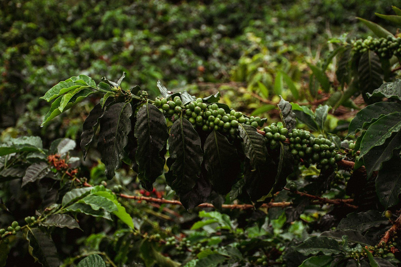 Ramos de café com frutos verdes ao longo da linha