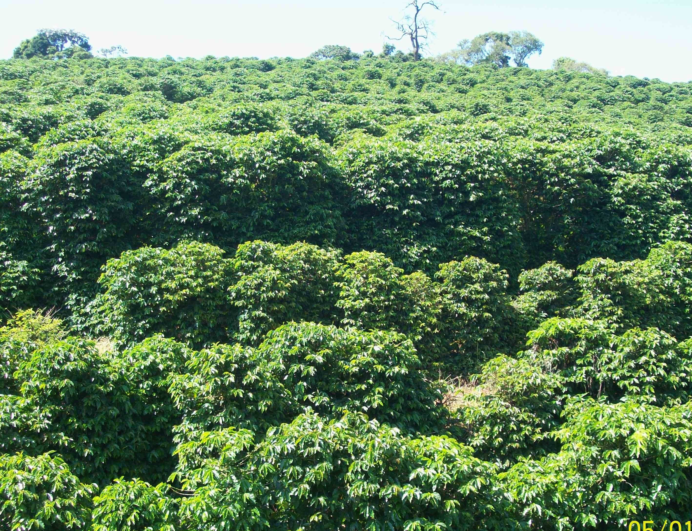 Cafezal fechado em Carmo de Minas (MG)