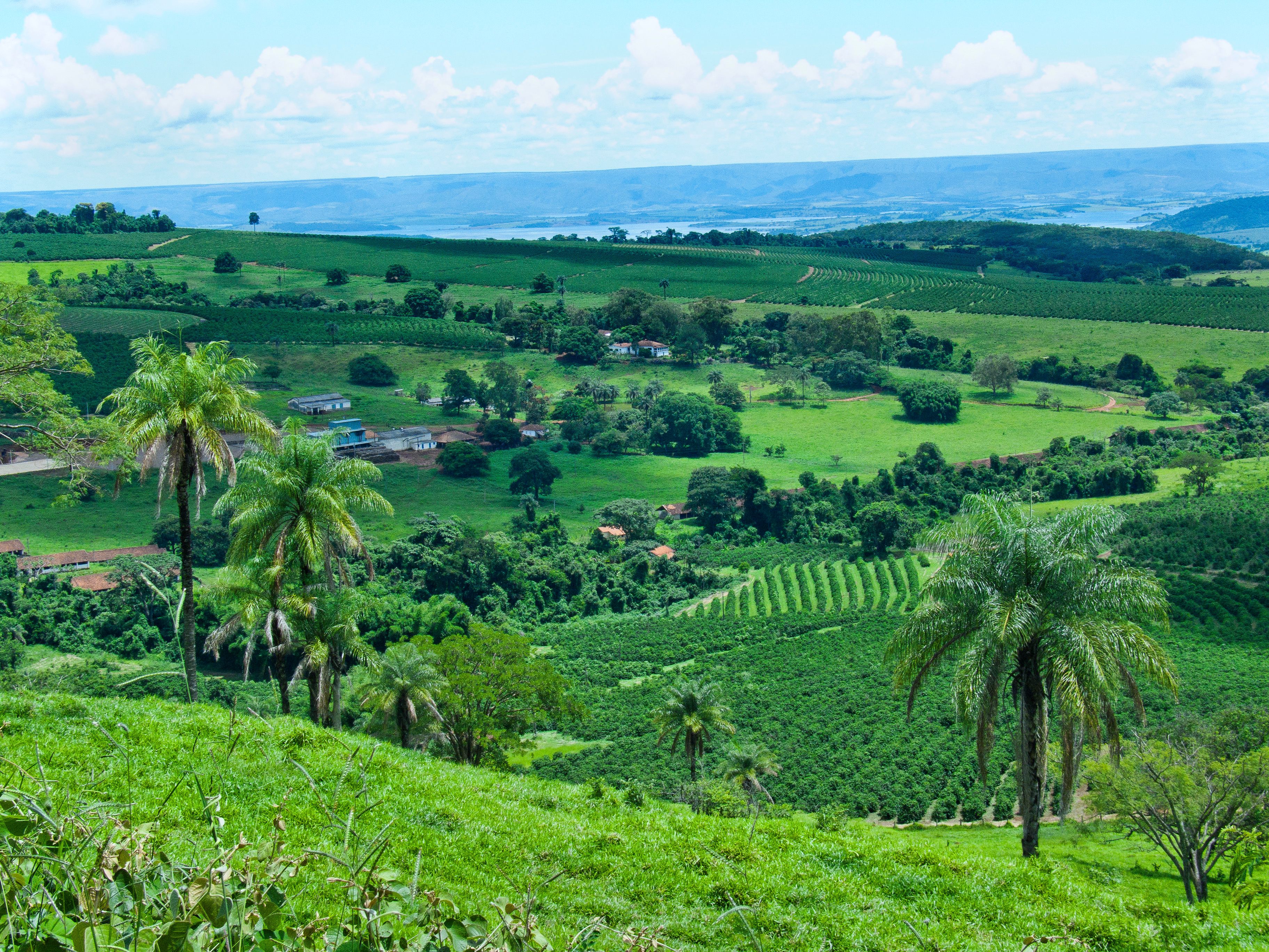 Morros com lavouras de café perto de Ibiraci (MG)