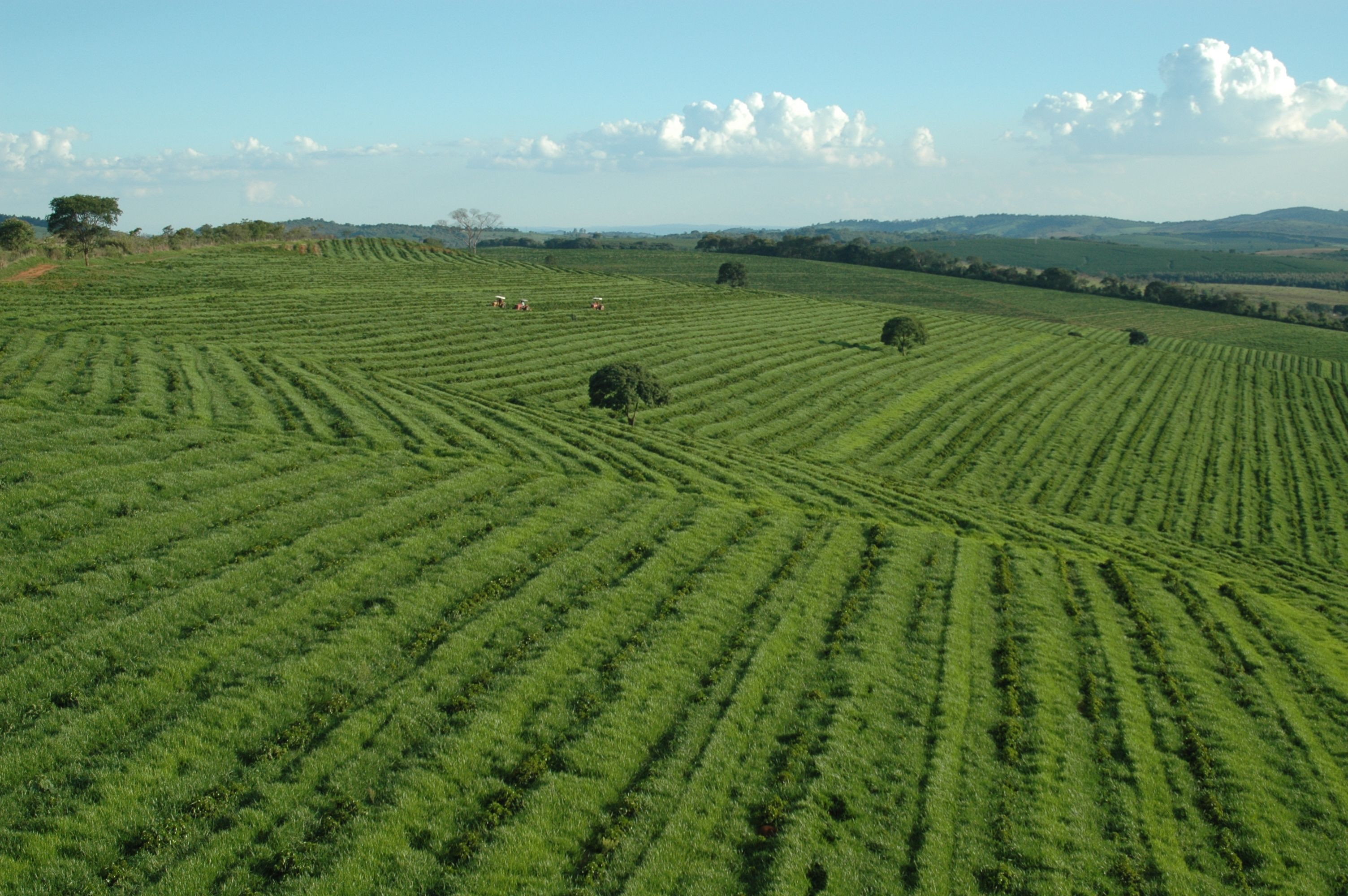 Cafezal plantado em linhas a perder de vista, em Minas Gerais
