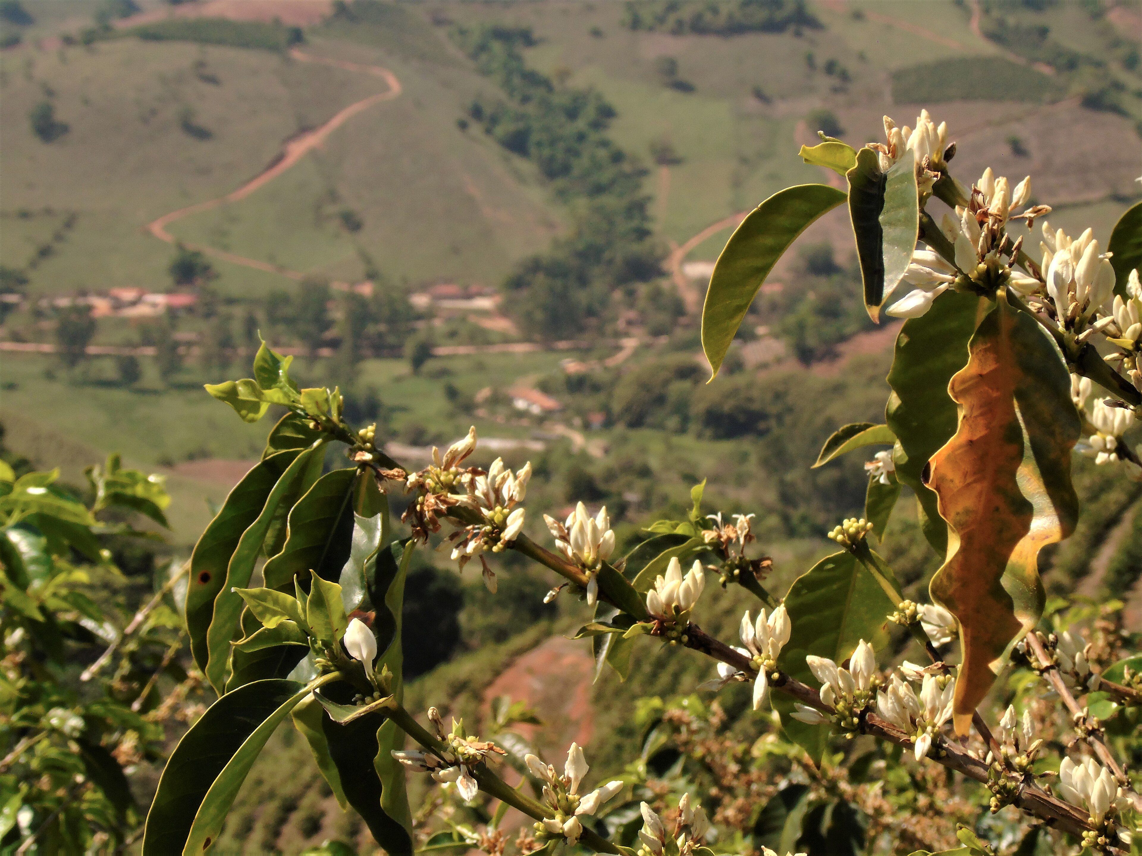 Ramos de café em flor com o vale ao fundo, em Poço Fundo (MG)