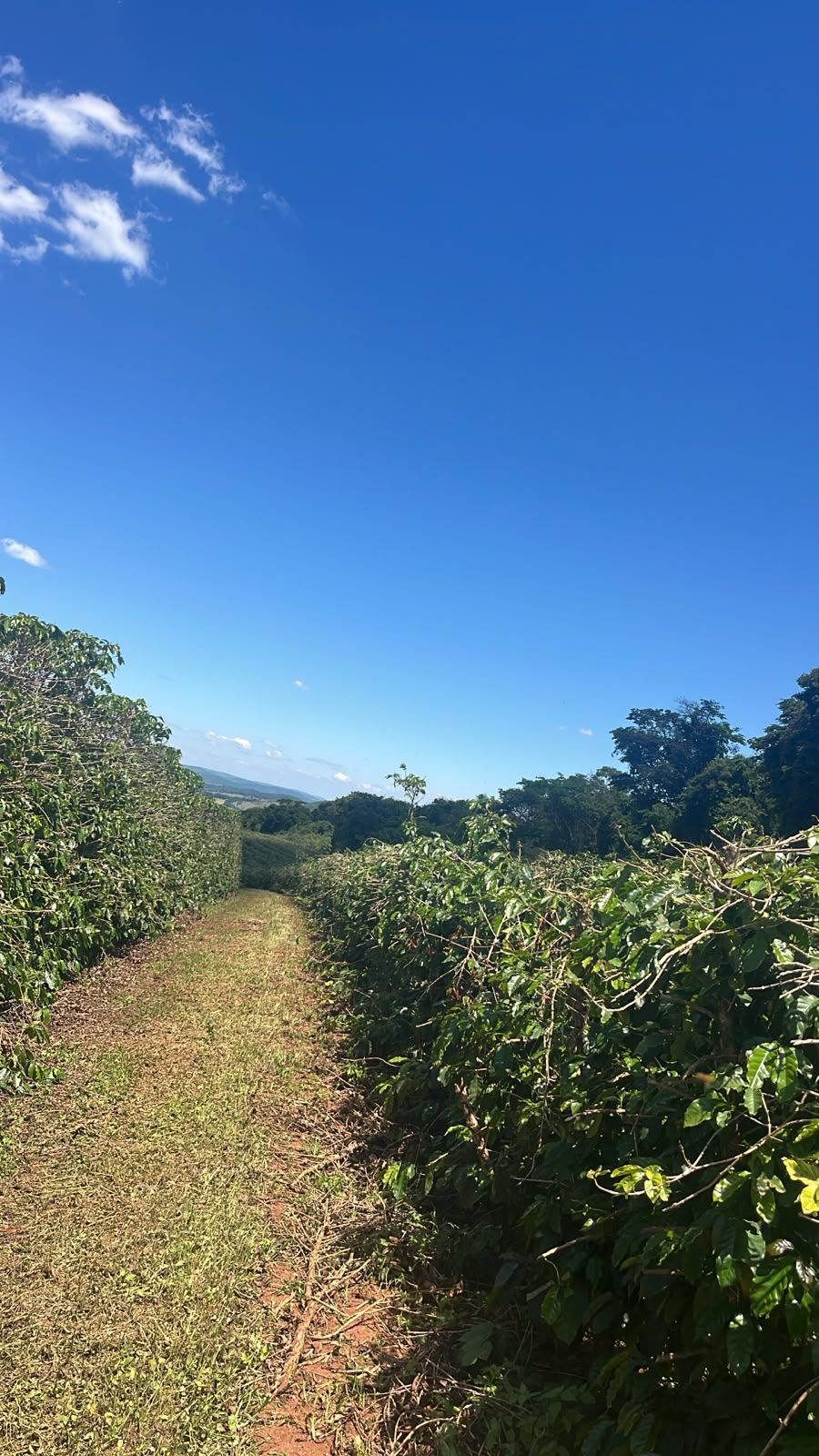 Rua de café entre duas linhas podadas, com o céu azul ao fundo